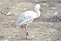 African spoonbill.