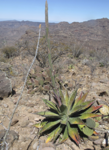 Agave Gigantensis.png