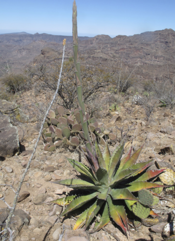 Agave gigantensis