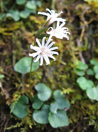 <i>Ainsliaea apiculata</i> Species of flowering plant