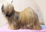 Thumbnail for Lhasa Apso