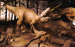 Az Albertosaurus rekonstrukciója az albertai Royal Tyrrell Museumban
