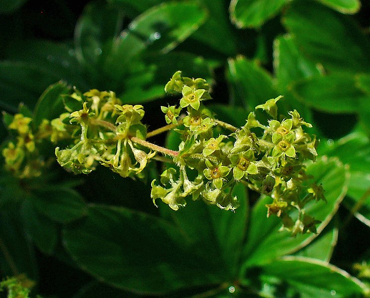 File:Alchemilla hoppeana 002.JPG