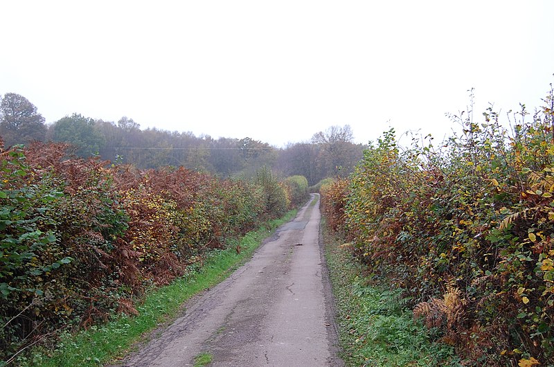 File:Alder Lane in Autumn - geograph.org.uk - 2689880.jpg