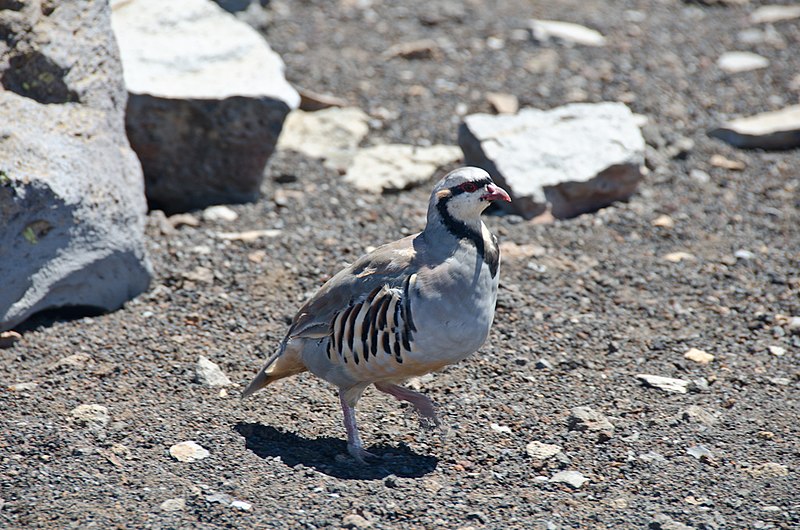 File:Alectoris chukar -Hawaii, USA-8.jpg