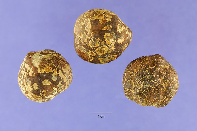 File:Aleurites moluccana seeds.jpg