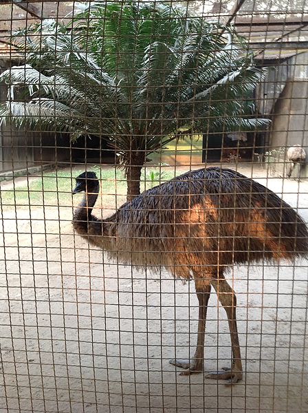 File:Alipore zoo5.jpg