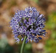 Flower head closeup