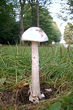 Thumbnail for Amanita arctica