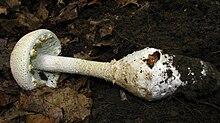The basal bulb is spindle- or turnip-shaped, and roots into the soil. Amanita daucipes 54738.jpg
