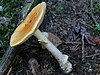 Amanita eliae