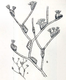 <i>Amathia</i> (bryozoan)