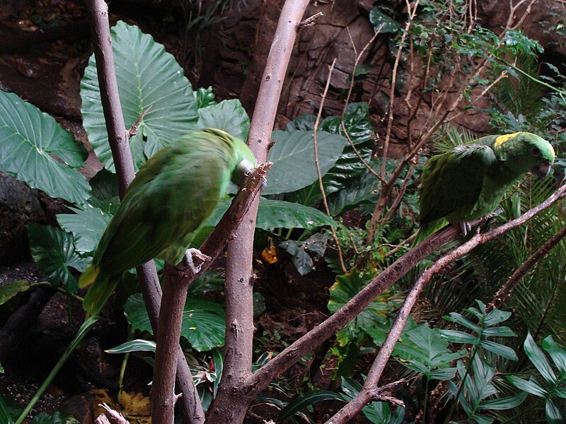 File:Amazona auropalliata.002 - Faunia.jpg