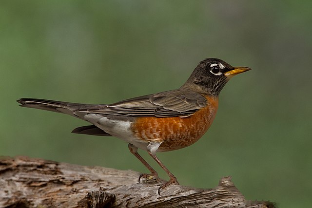 Female