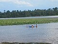 Američki lotos na jezeru Caney Lake u Louisiani