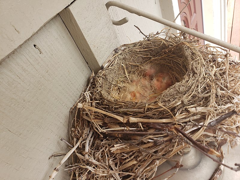 File:American robin nestlings 2.jpg