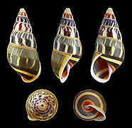 Amphidromus everetti, Shell