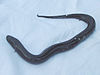 Amphiuma betyder.jpg