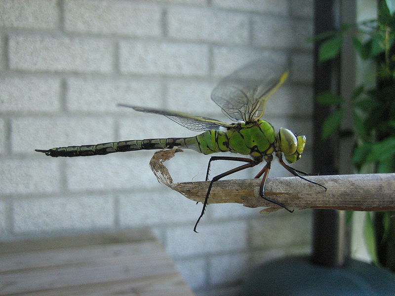 File:Anax imperator female sideview jeta fotografie.jpg