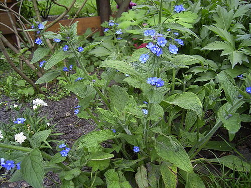 Язык трав. Пентаглоттис вечнозеленый. Pentaglottis sempervirens. Pentaglottis sempivirens. Пентаглоттис.