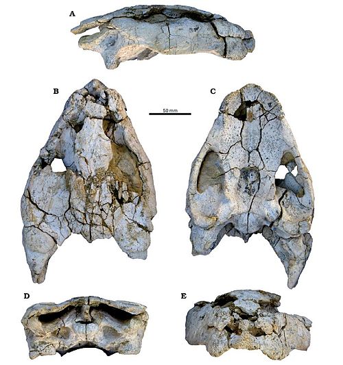 Angolachelys