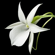 Angraecum leonis