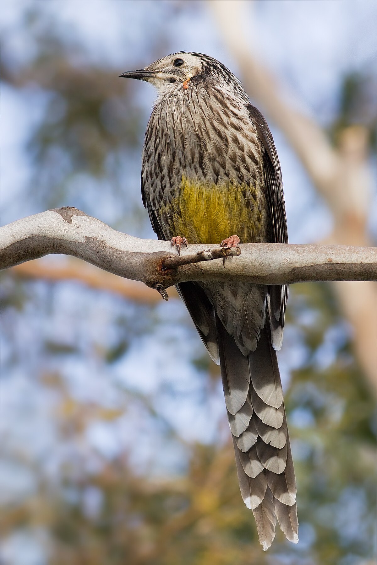 List Of Birds Of Tasmania Wikipedia