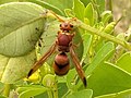 於 2021年10月30日 (六) 15:18 版本的縮圖