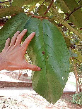 Apeiba tibourbou da FE unicamp, Campinas (SP) - Brasil.