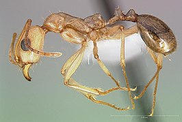 Aphaenogaster megommata