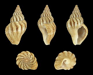 <span class="mw-page-title-main">Pisaniidae</span> Family of gastropods