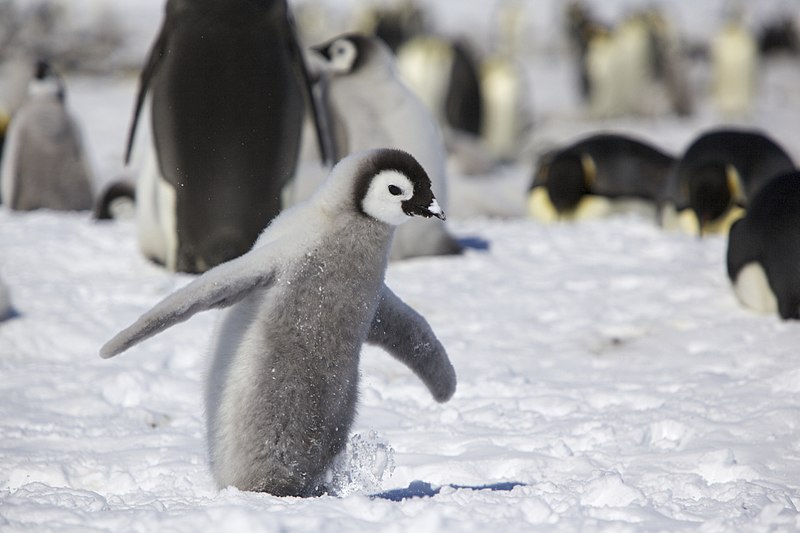 File:Aptenodytes forsteri -Snow Hill Island, Antarctica -juvenile-8c.jpg