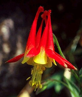 <i>Aquilegia grahamii</i> Species of flowering plant