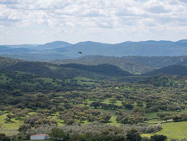 The dehesa landscape typical to some inland parts of Spain