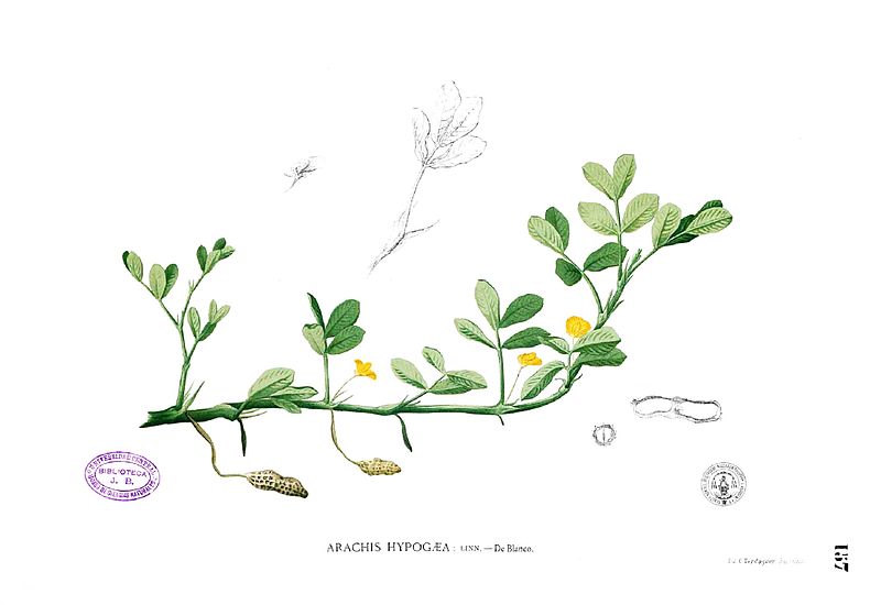 File:Arachis hypogaea Blanco1.157.jpg