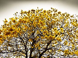 Цвет золотое дерево. Tabebuia chrysantha. Araguaney. Арагуаней Венесуэла. Арагуаней дерево.