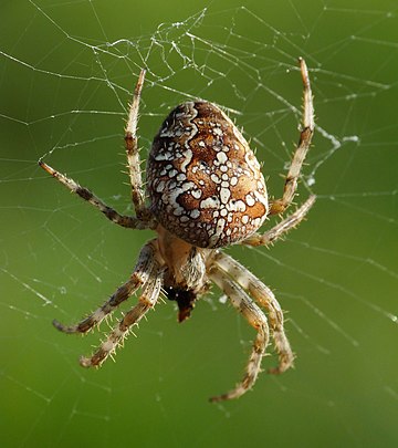 Araneus diadematus