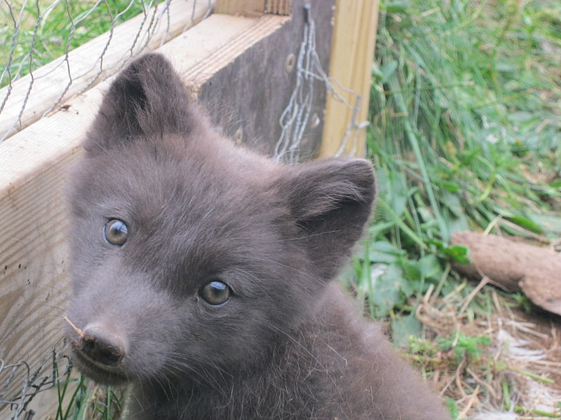 File:Arctic fox cub.JPG