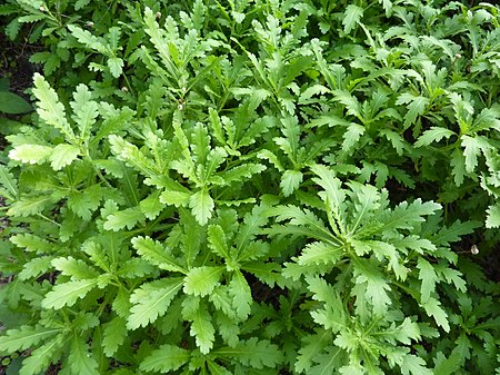 Argyranthemum pinnatifidum.jpg