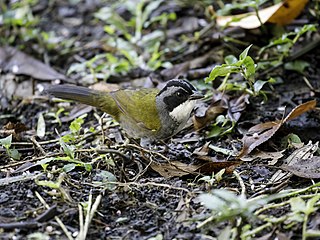 <span class="mw-page-title-main">Costa Rican brushfinch</span> Species of bird