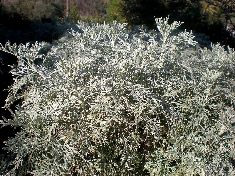 File:Artemisia arborescens 3c.JPG