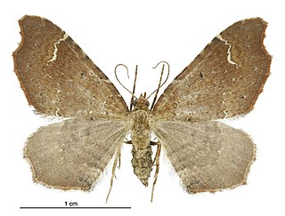 <i>Asaphodes camelias</i> Species of moth, endemic to New Zealand