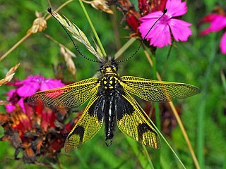 <i>Libelloides longicornis</i> Species of insect