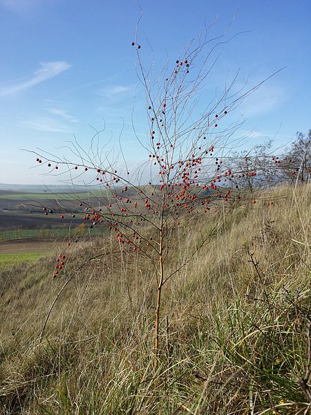 File:Asparagus officinalis sl6.jpg