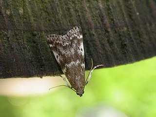 <i>Assara terebrella</i> Species of moth
