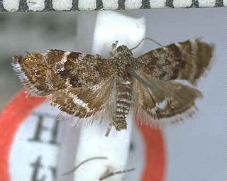 <i>Asterivora marmarea</i> Species of moth endemic to New Zealand