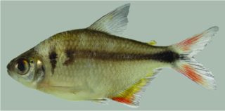 <i>Astyanax bagual</i> Species of fish