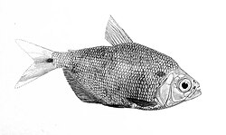 Astyanax bourgeti illustration (1917).jpg