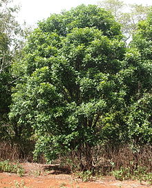 Atalaya salicifolia habit.jpg