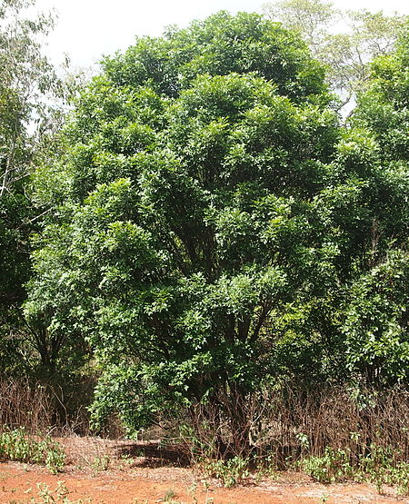 Atalaya salicifolia